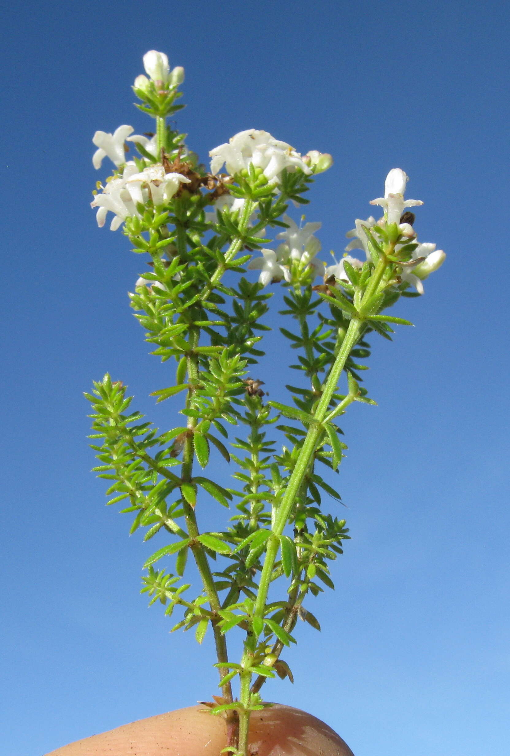 Image of Asperula conferta Hook. fil.