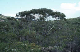 Image of Mount Le Grand Mallee