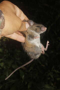 Image of Black-wristed Deer Mouse