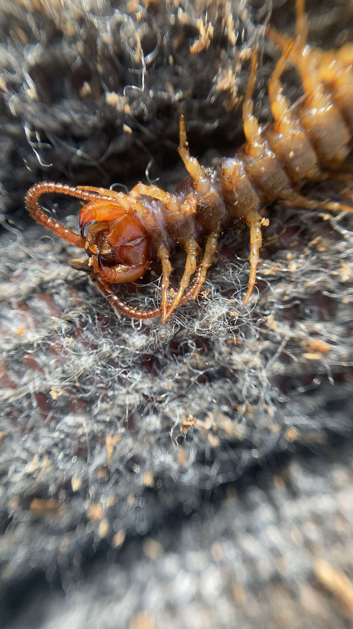 Image of Stone Centipedes