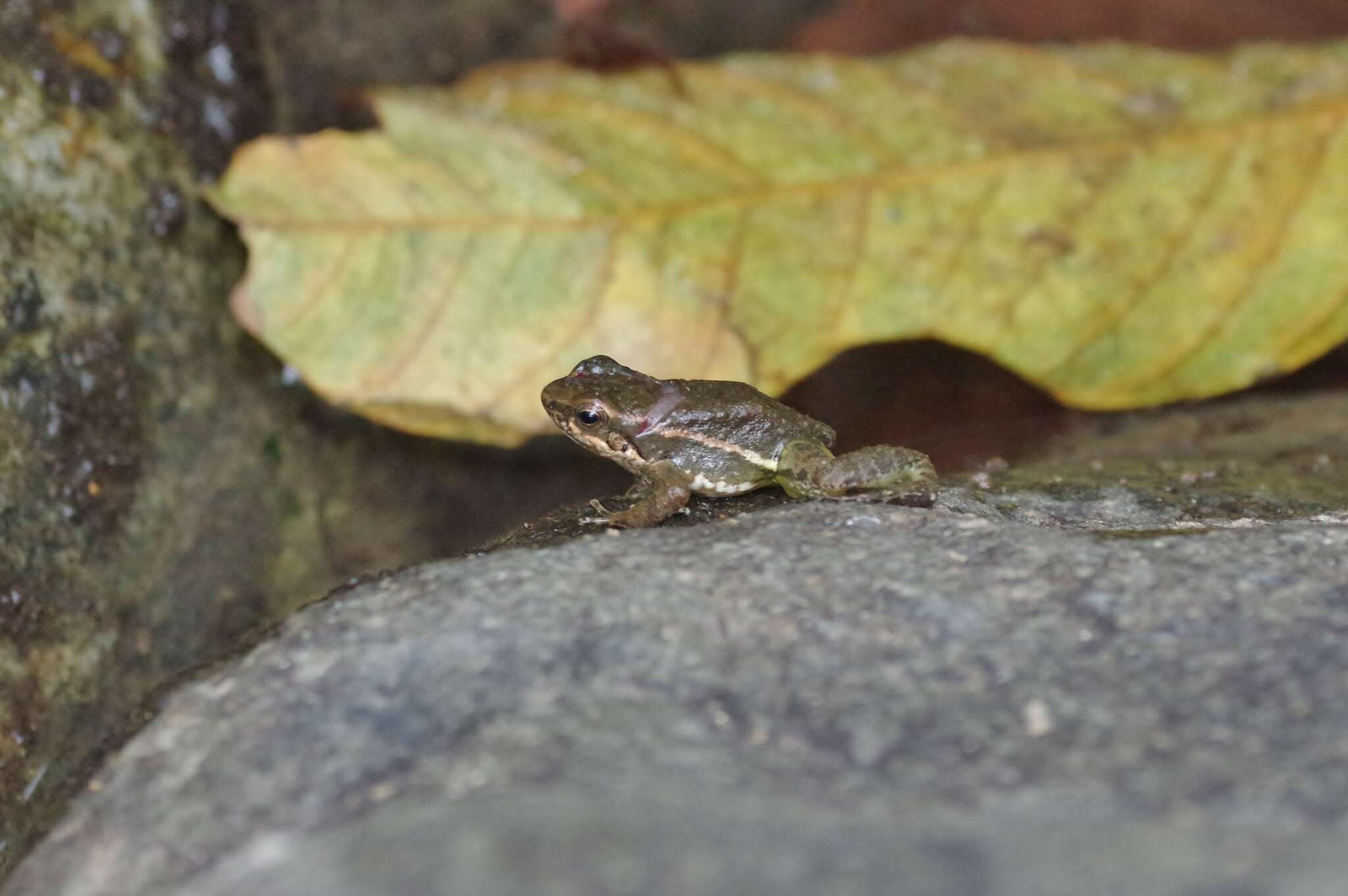 Imagem de Hyloxalus elachyhistus (Edwards 1971)