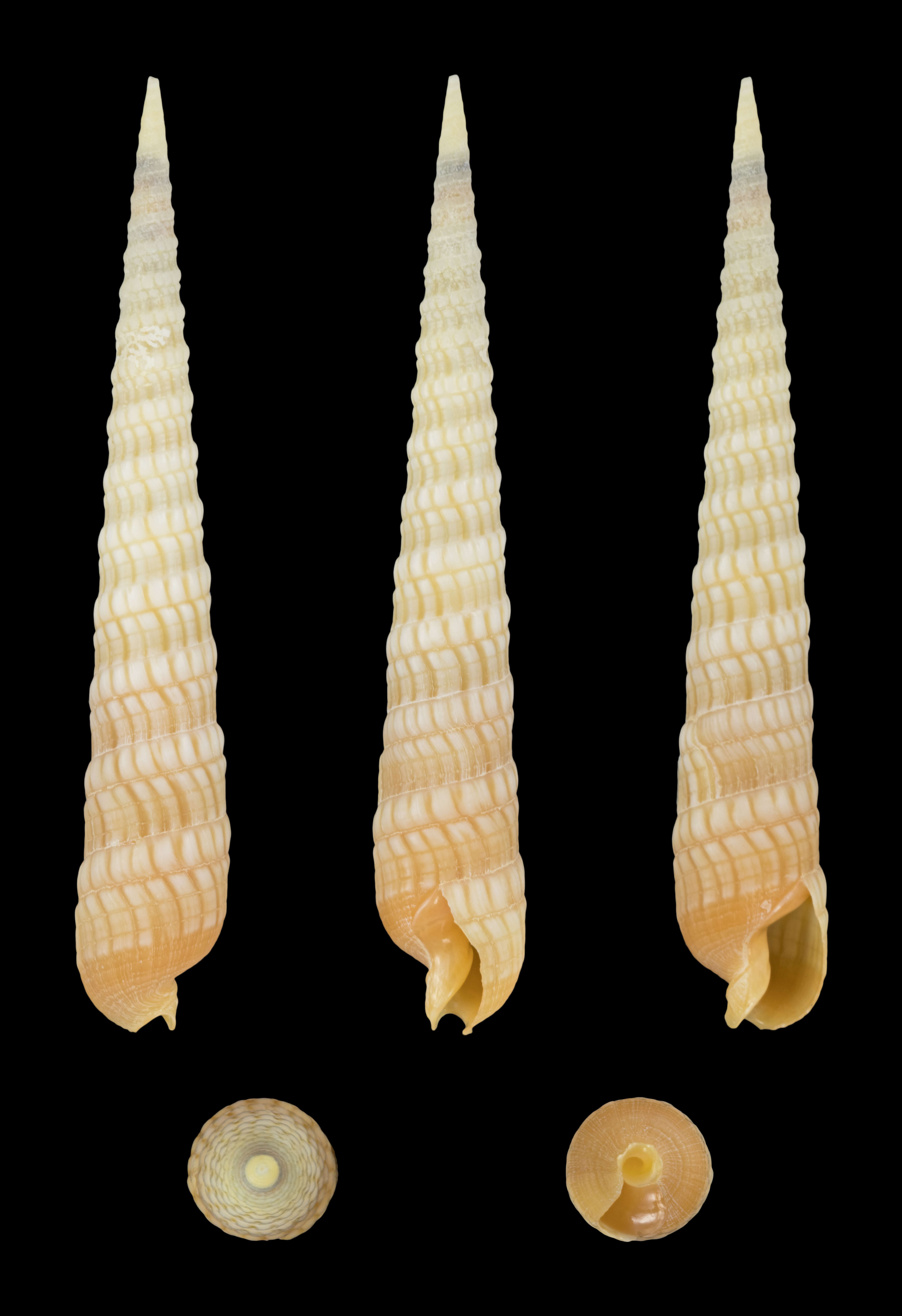 Image of Terebra babylonia Lamarck 1822