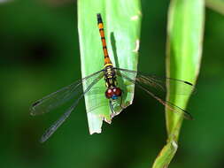 Image of Agrionoptera insignis allogenes