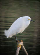 Image of Snowy Egret