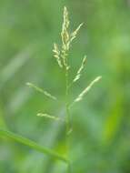 Image of southern cutgrass