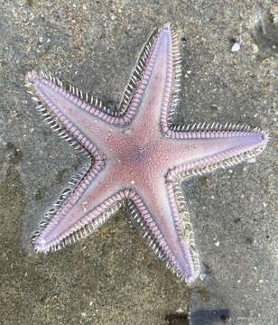 Image of Astropectinidae Gray 1840