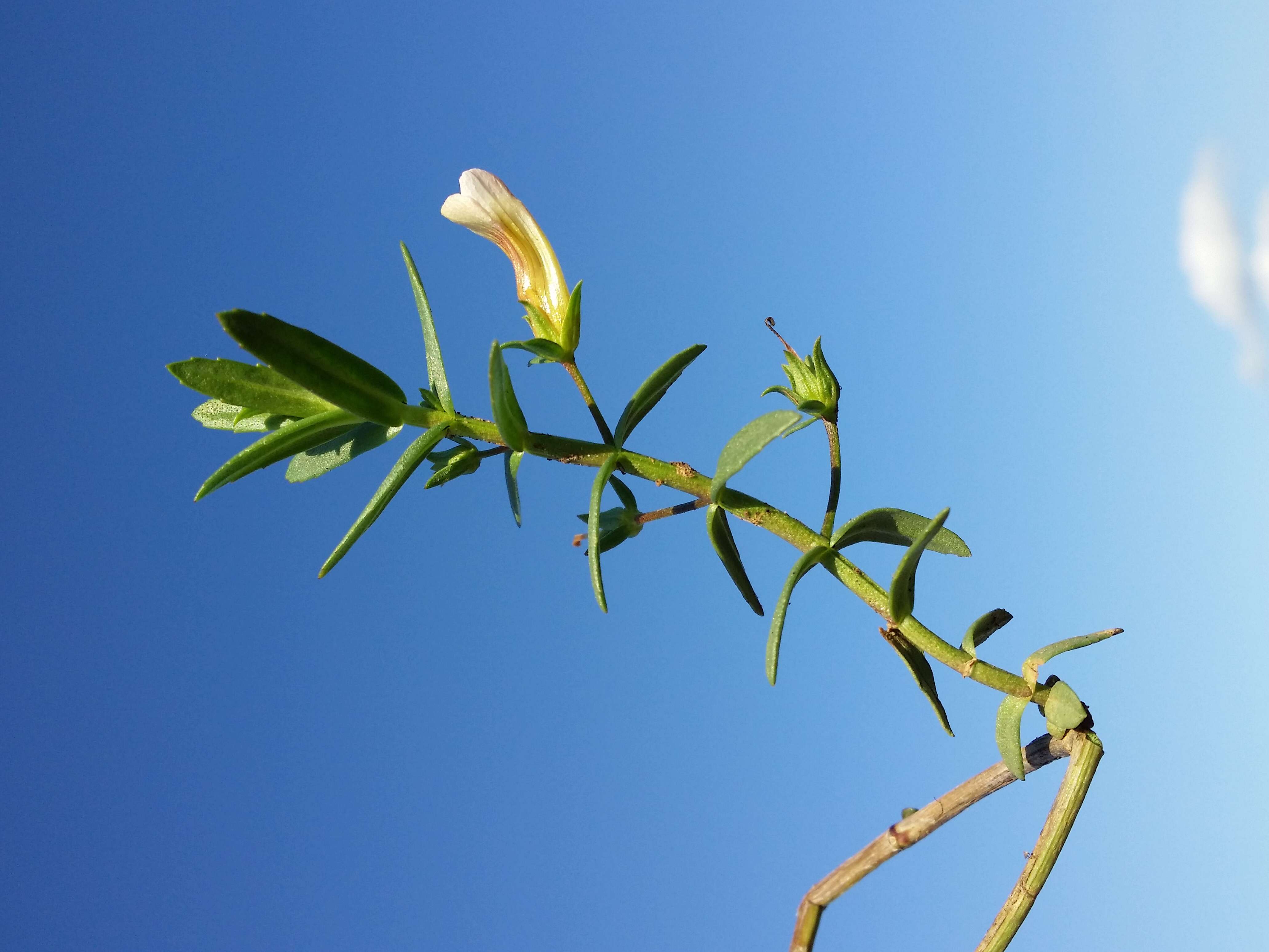 Image de Gratiole Officinale