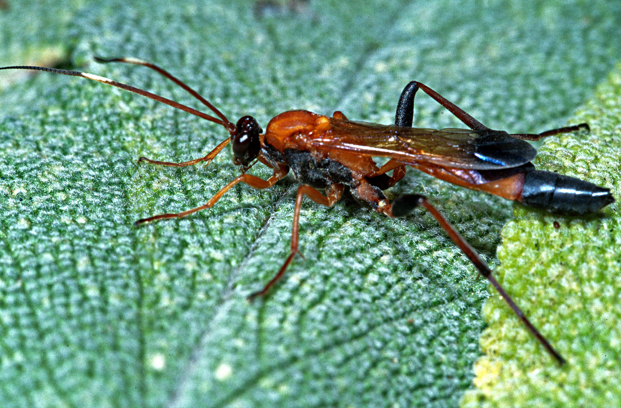 Image of Ctenochares bicolorus (Linnaeus 1767)