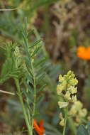 Astragalus douglasii (Torr. & A. Gray) A. Gray resmi