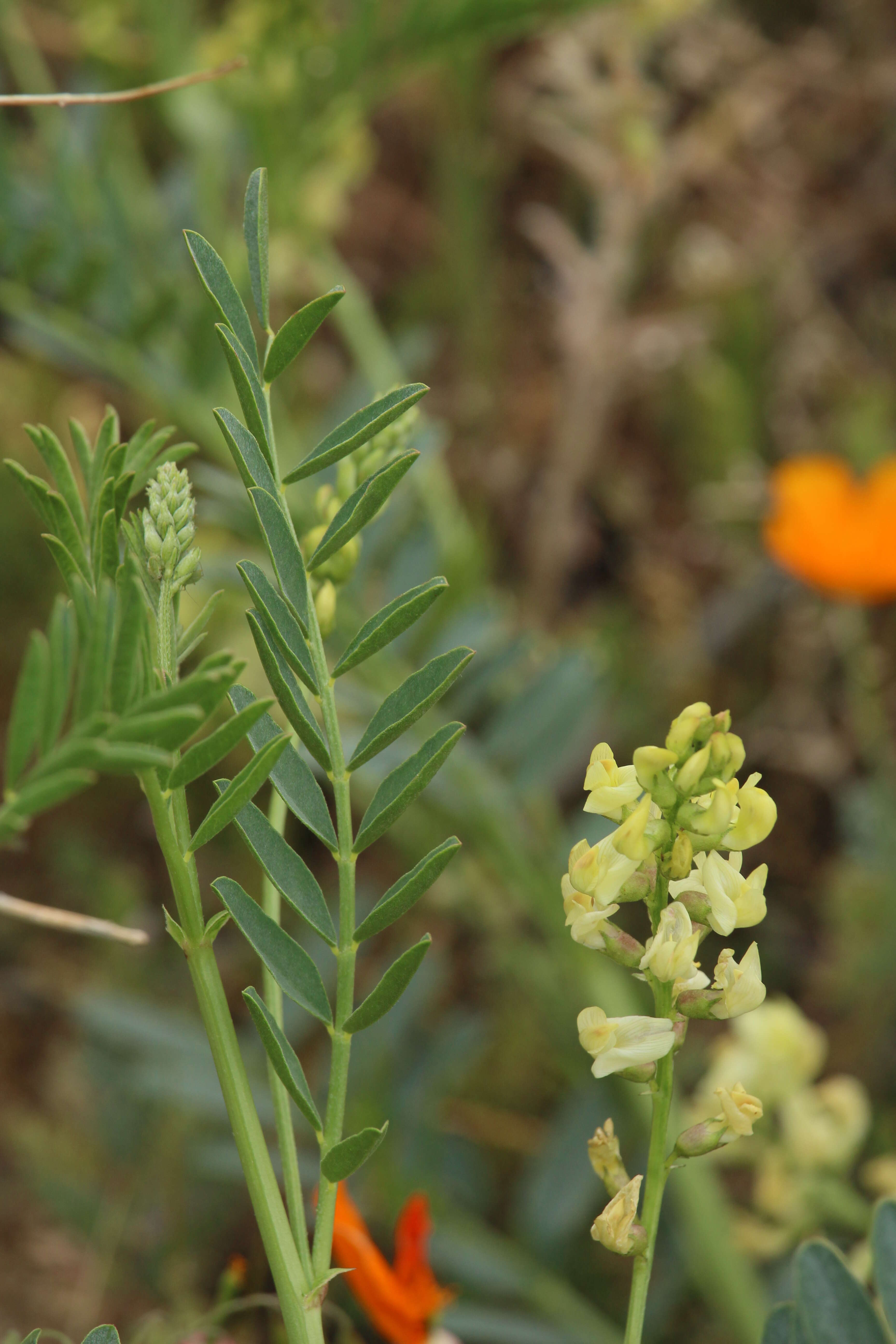 Astragalus douglasii (Torr. & A. Gray) A. Gray resmi