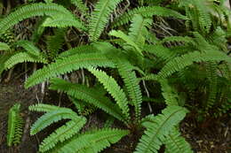 Image of narrow swordfern