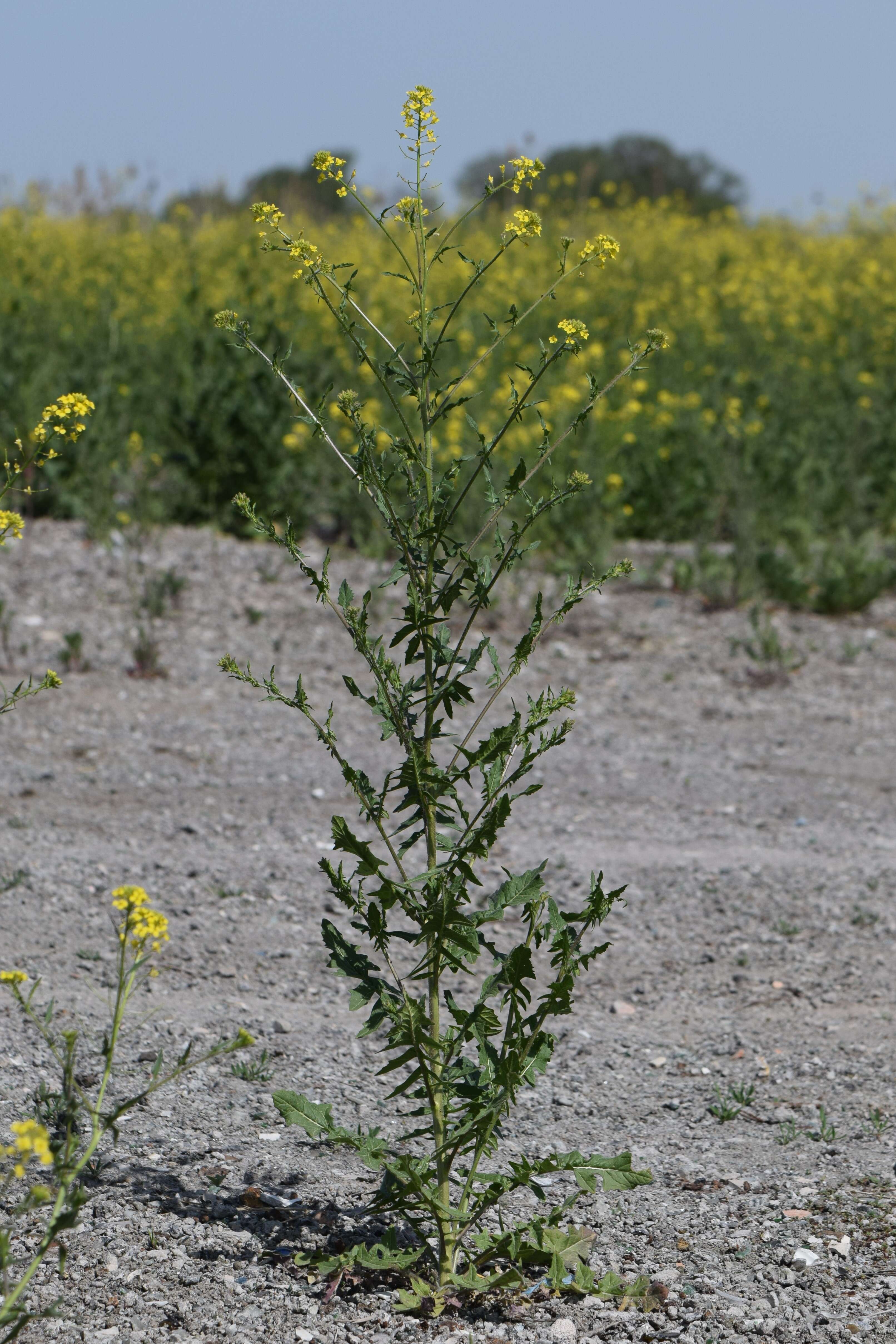 Imagem de Sisymbrium loeselii L.