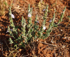 Image of Justicia adscendens subsp. adscendens