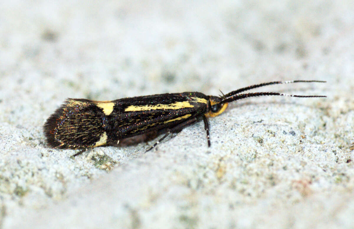 Plancia ëd Esperia sulphurella