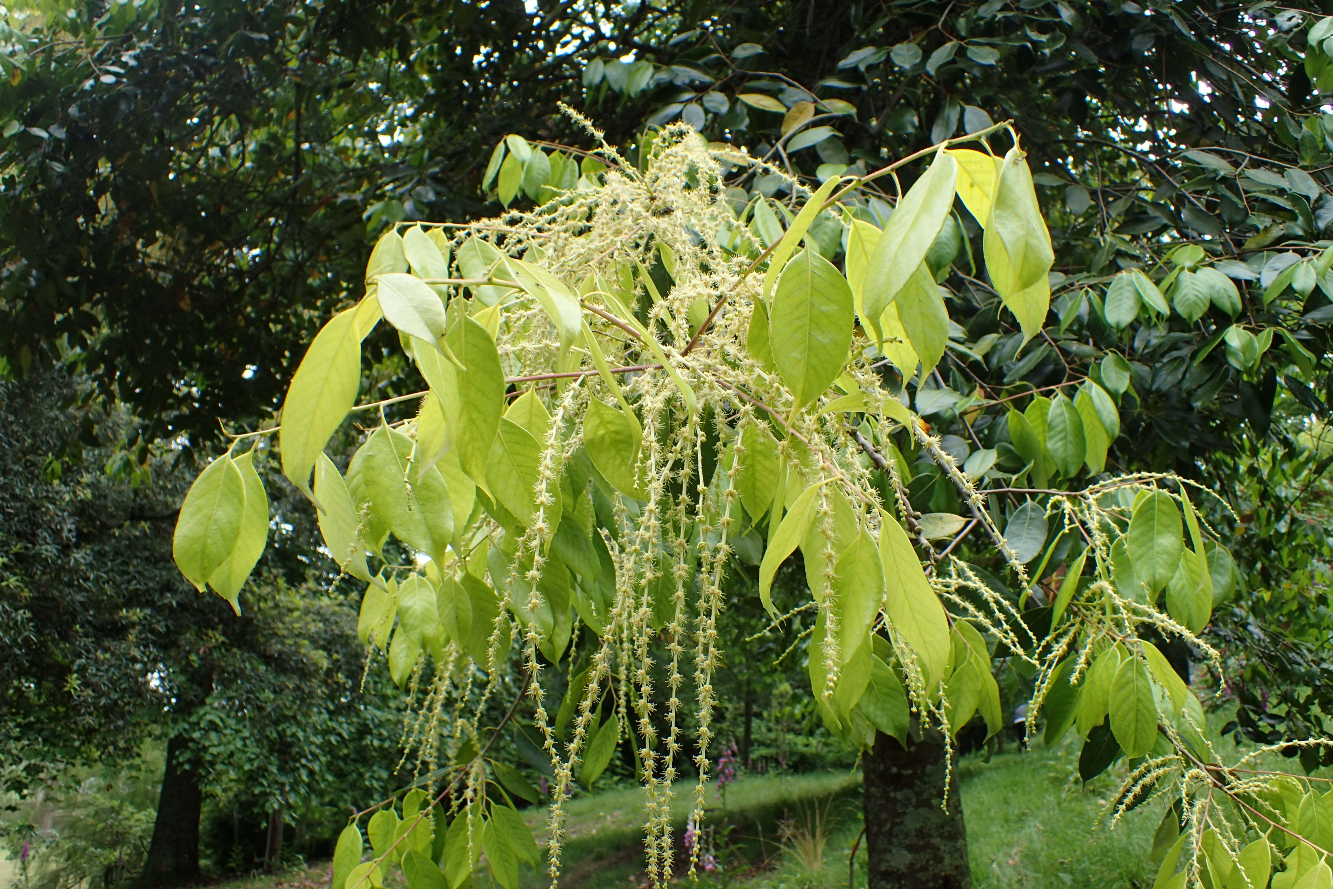 Image of Castanopsis eyrei (Champ. ex Benth.) Hutch.