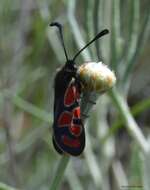 Image de Zygaena orana Duponchel 1835