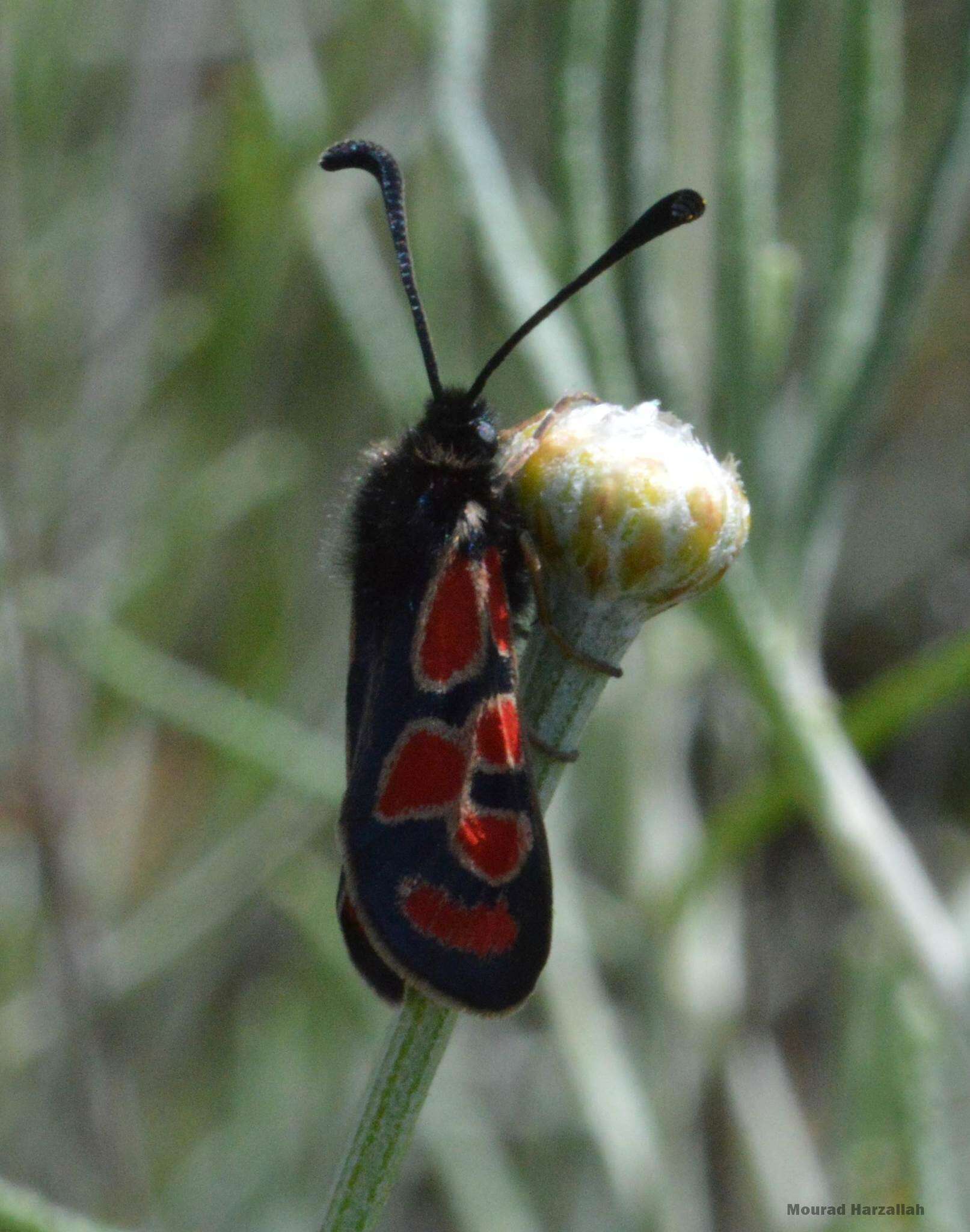 Image de Zygaena orana Duponchel 1835