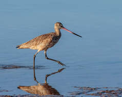 Image of Marbled Godwit