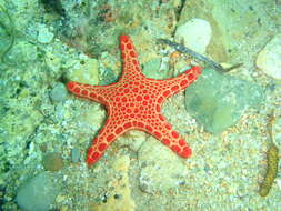 Image of Pentagonaster duebeni Gray 1847