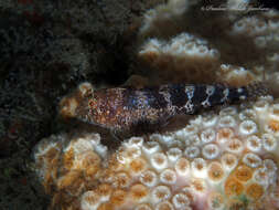 Image of Barred Blenny