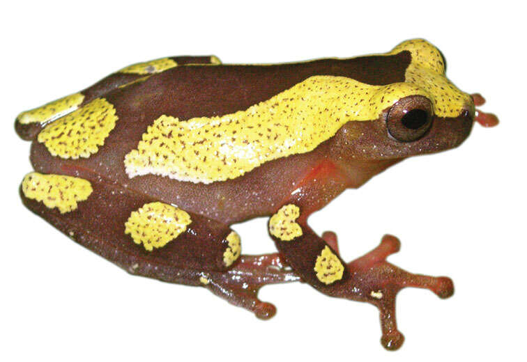 Image of Dendropsophus arndti Caminer, Milá, Jansen, Fouquet, Venegas, Chávez, Lougheed & Ron 2017