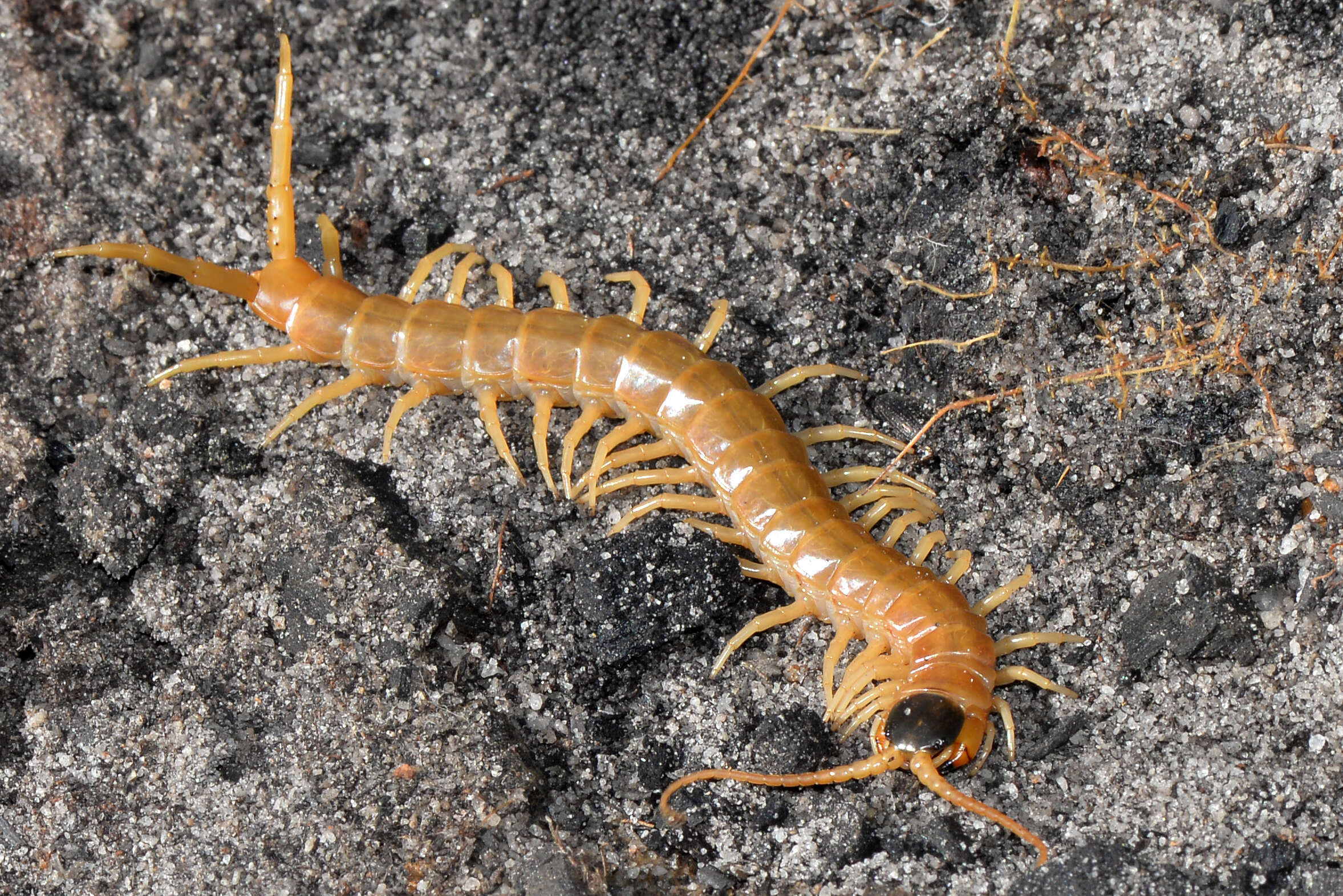 Scolopendra laeta Haase 1887 resmi