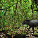 Image of Indochinese Serow