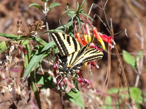 Sivun Papilio pilumnus Boisduval 1836 kuva