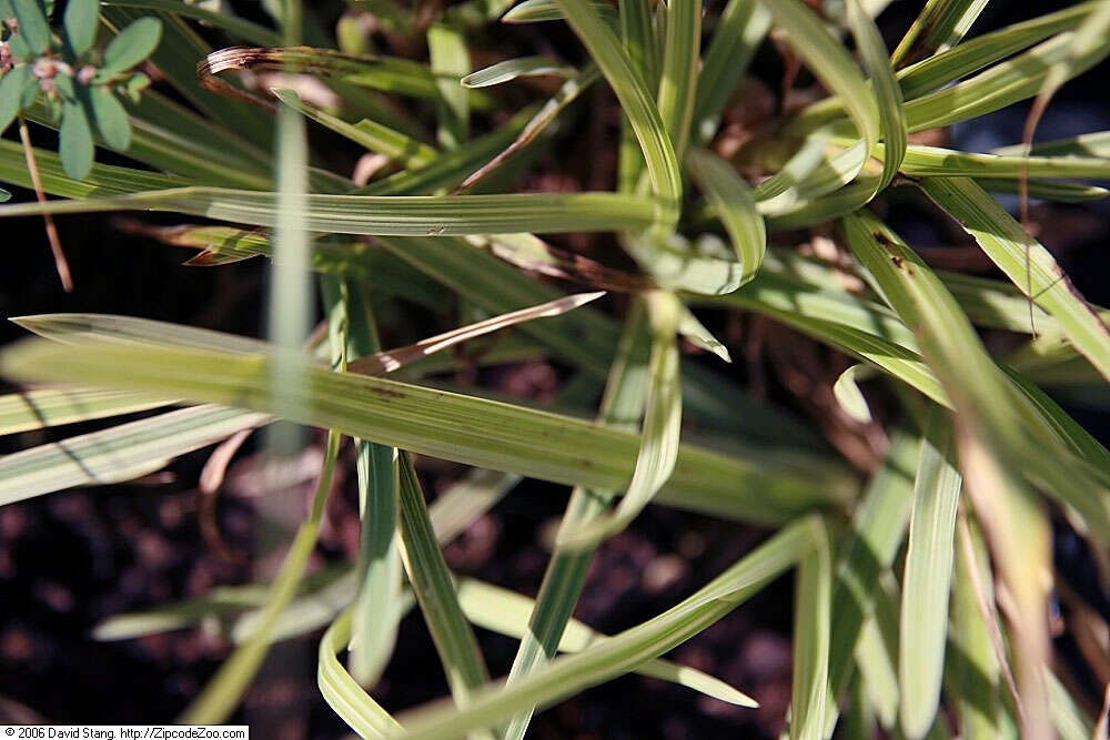 Image of feather reed grass