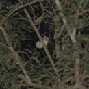 Image of Indochinese Flying Squirrel