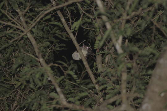 Image of Indochinese Flying Squirrel