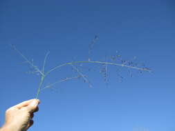 Image de Eragrostis leptostachya (R. Br.) Steud.