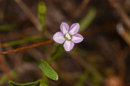 Image of Convolvulus simulans Perry