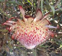 Image of Patent-leaf protea