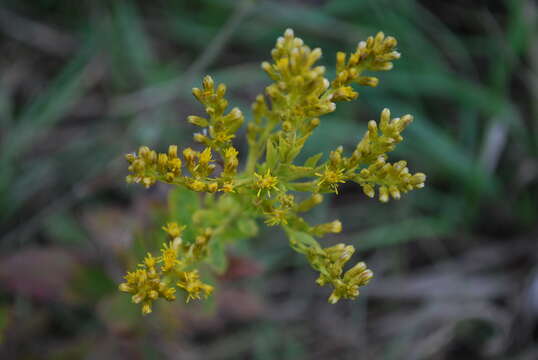 Solidago canadensis L. resmi