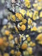 Image of eggyolk lichen