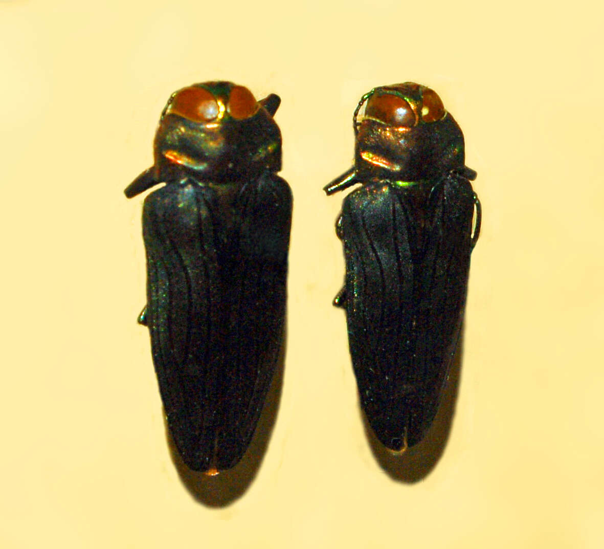 Image of Jewel beetle
