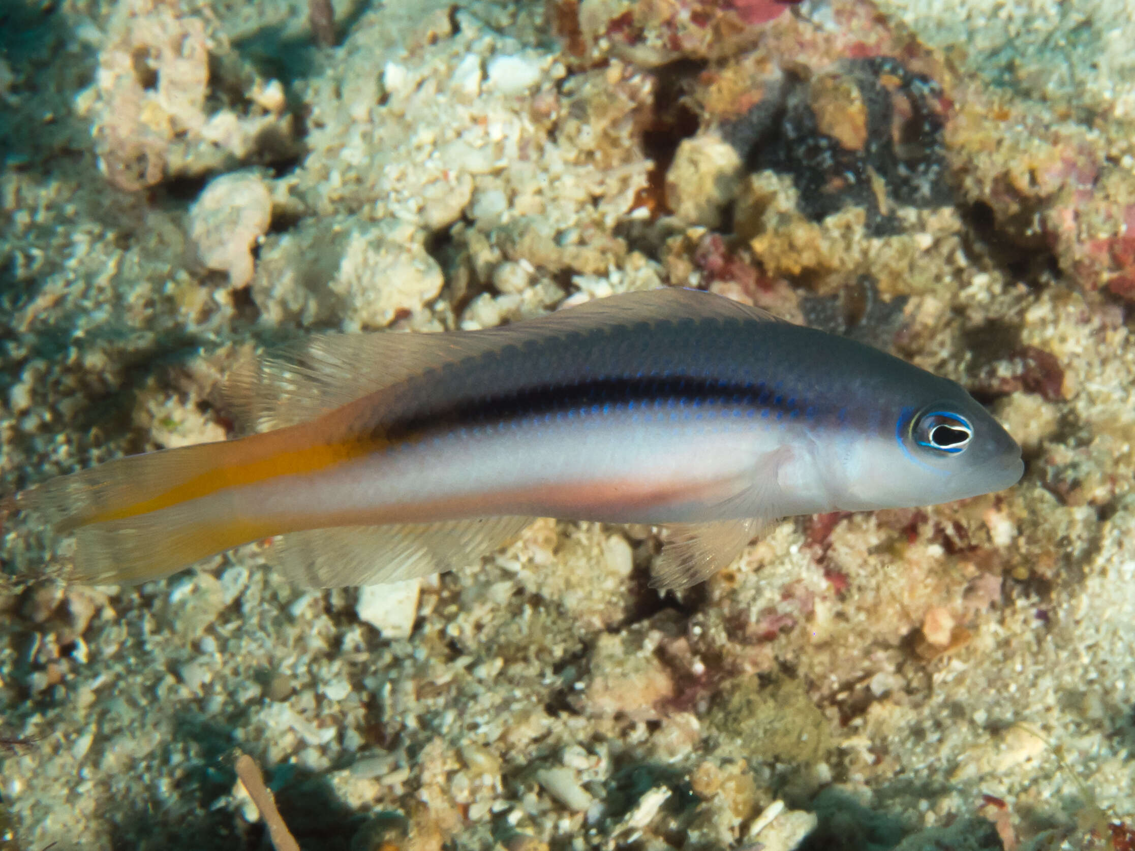 Image of Raja dottyback