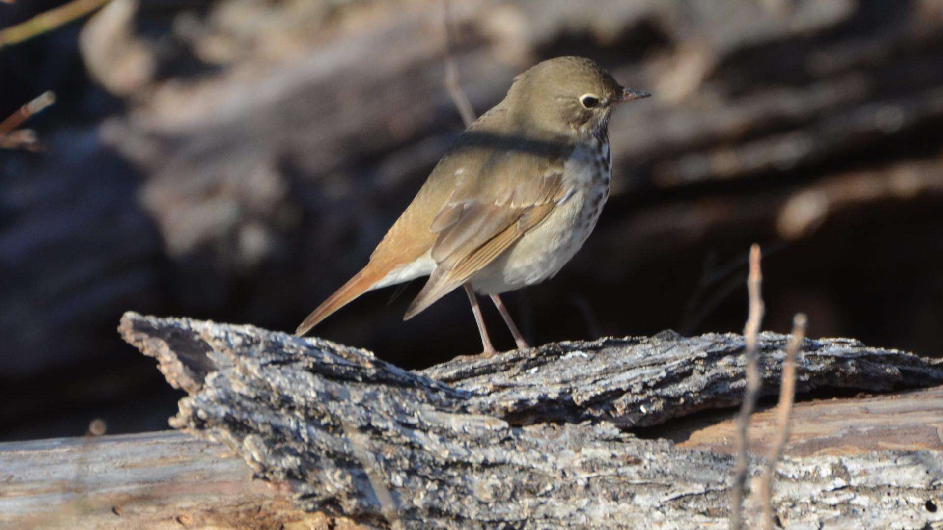 Image of Hermit Thrush