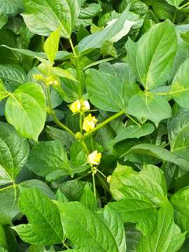 Слика од Vigna angularis (Willd.) Ohwi & H. Ohashi