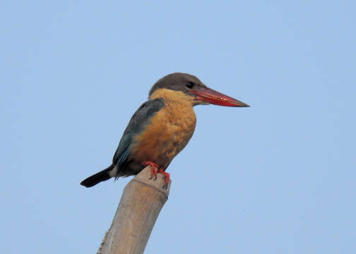 Image of Stork-billed Kingfisher