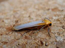 Image of buff footman