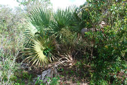 Image of scrub palmetto