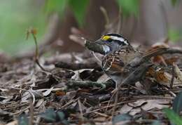 Image of White-throated Sparrow