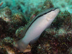 Image of Bandit dottyback