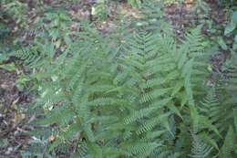 Image of Southern Lady Fern