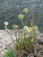 Image of Allium flavescens Besser