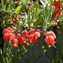 Image of Pouched grevillea