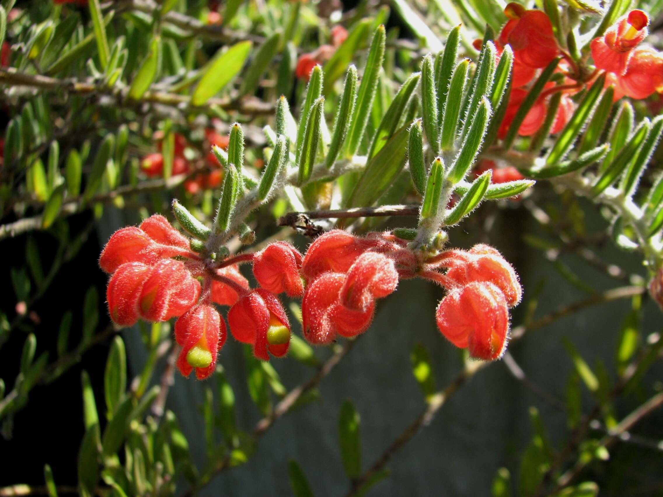 Image of Pouched grevillea
