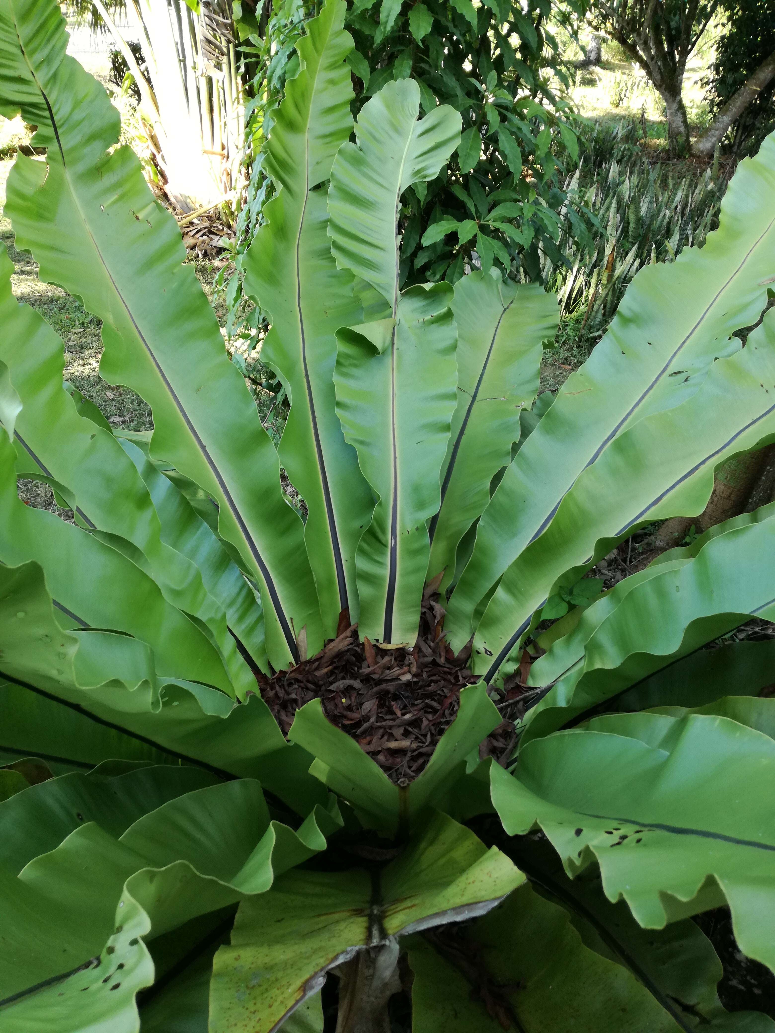 Слика од Asplenium nidus L.